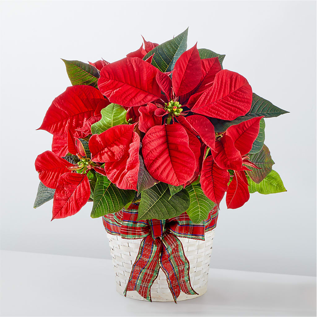 Happiest Holidays Poinsettia – Springerville Flower Shop, Springerville AZ