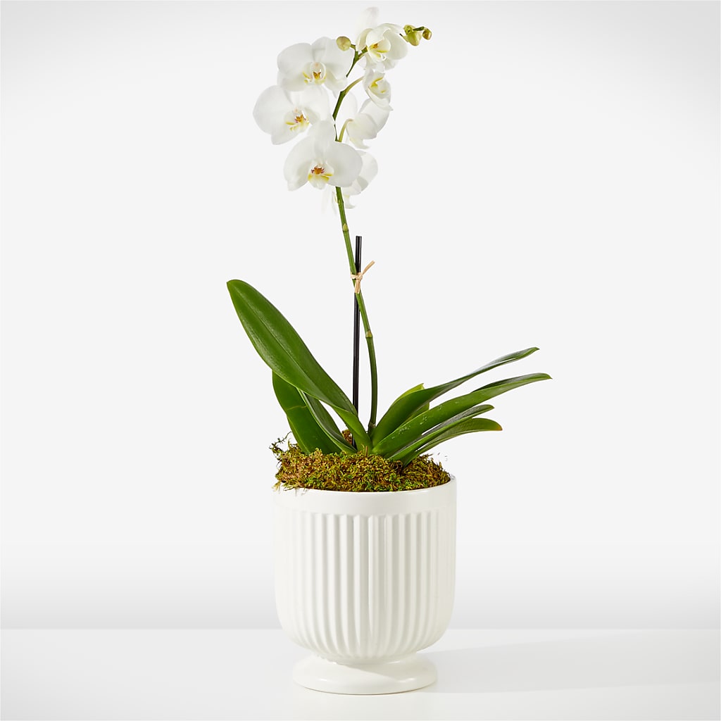 Whispering White Orchid – Springerville Flower Shop, Springerville AZ