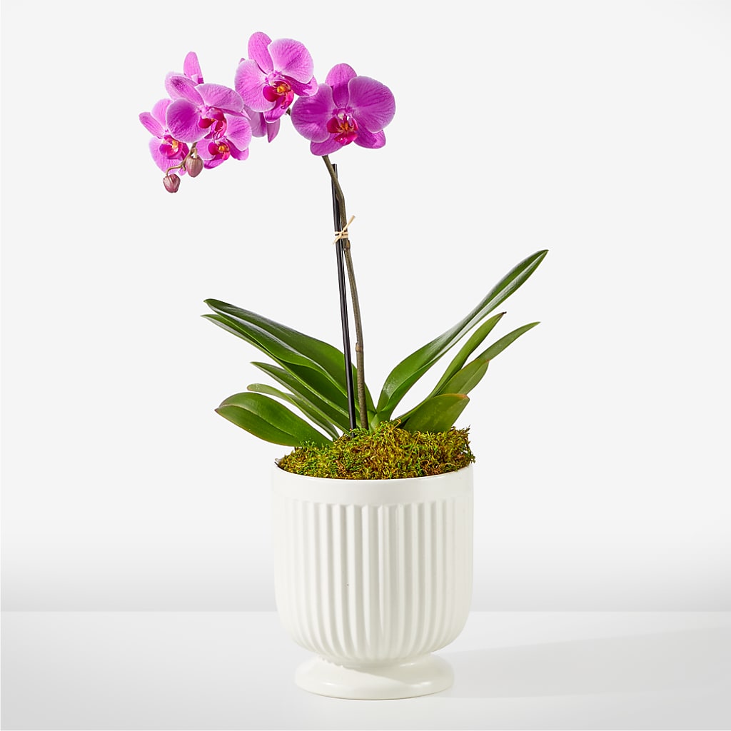 Friendly Fuchsia Orchid – Springerville Flower Shop, Springerville AZ