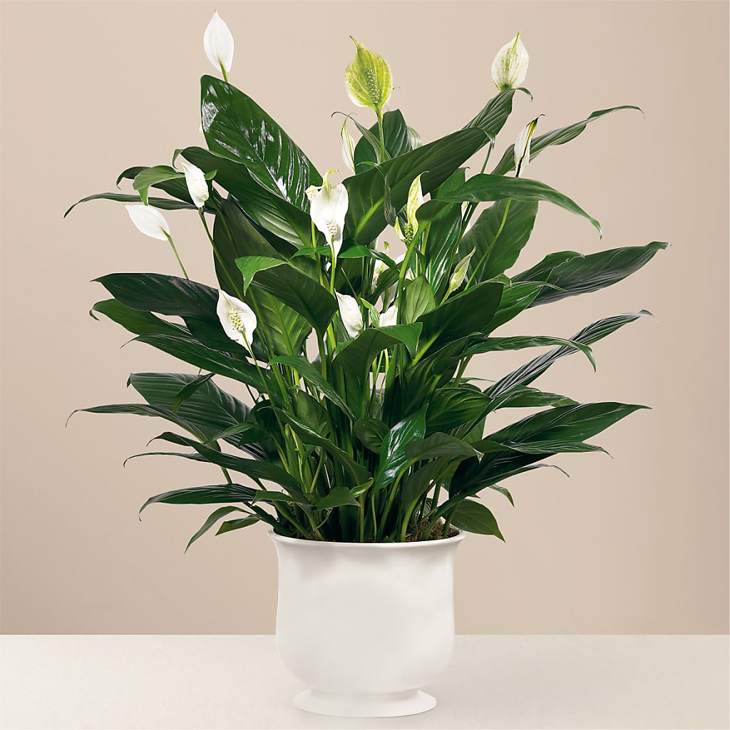Comfort Planter – Springerville Flower Shop, Springerville AZ