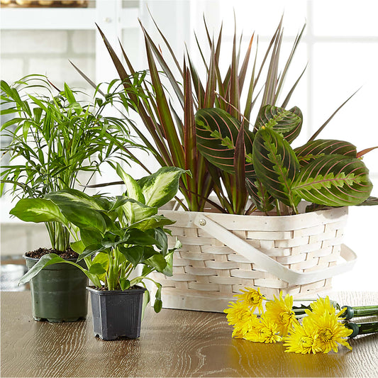 Florist Designed Blooming and Green Plants in a Basket –  Springerville Flower Shop, Springerville AZ