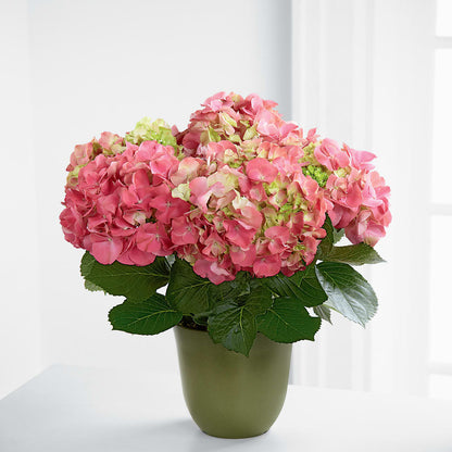 Pink Hydrangea Planter –  Springerville Flower Shop, Springerville AZ