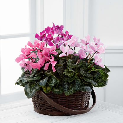 Mixed Cyclamen Planter –  Springerville Flower Shop, Springerville AZ