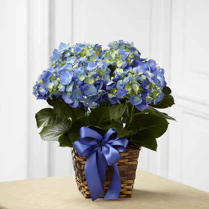 Blue Hydrangea Planter –  Springerville Flower Shop, Springerville AZ