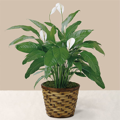 Tranquil Moments Peace Lily Plant –  Springerville Flower Shop, Springerville AZ