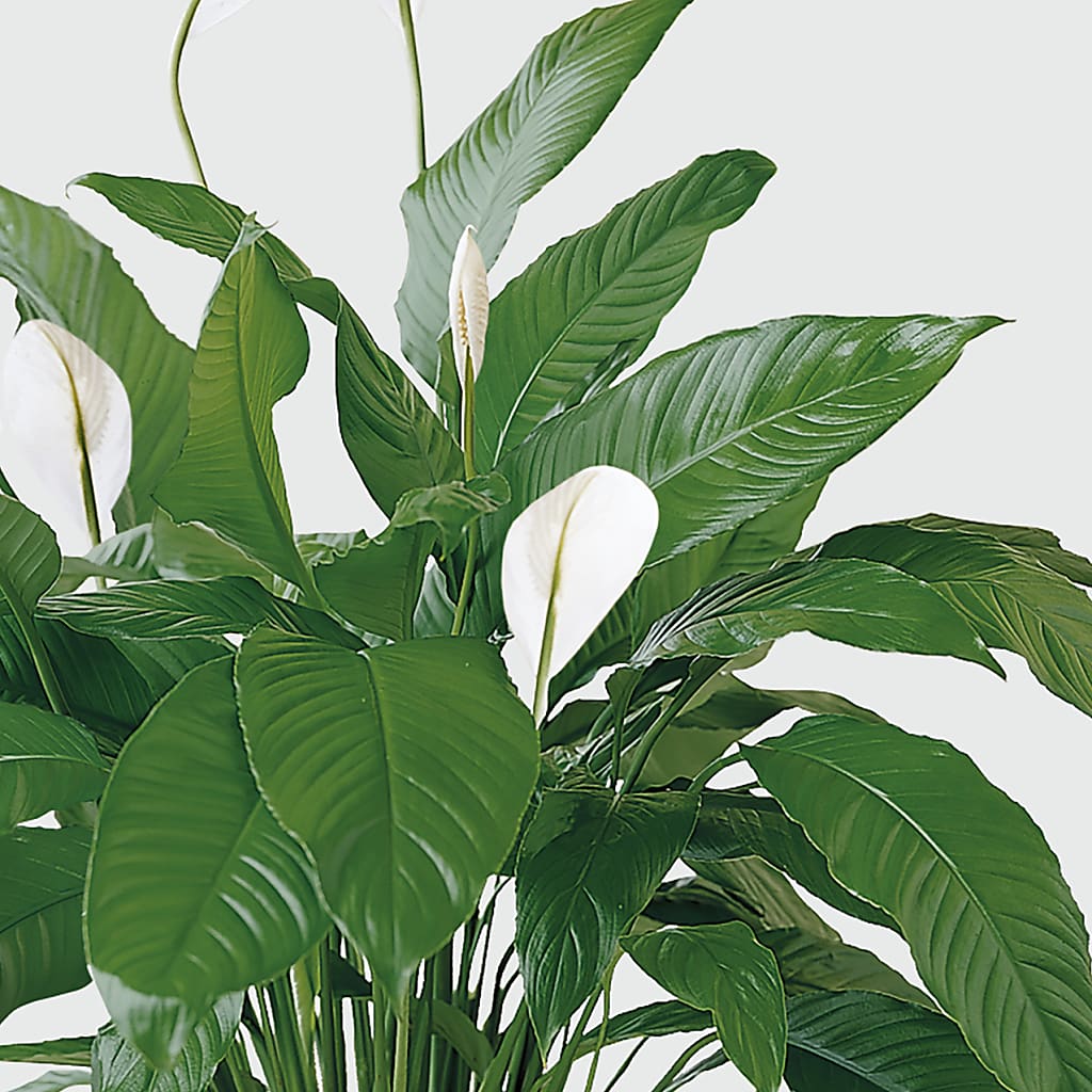 Tranquil Moments Peace Lily Plant –  Springerville Flower Shop, Springerville AZ