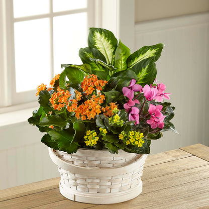 Color Crush Dishgarden –  Springerville Flower Shop, Springerville AZ