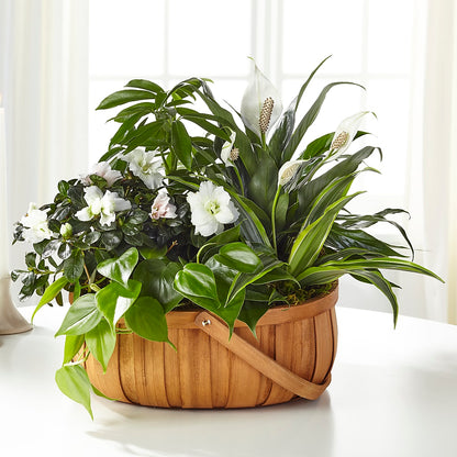 Serene Dishgarden –  Springerville Flower Shop, Springerville AZ