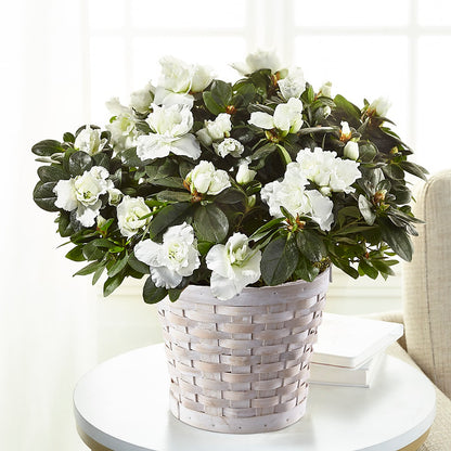 White Azalea Plant –  Springerville Flower Shop, Springerville AZ