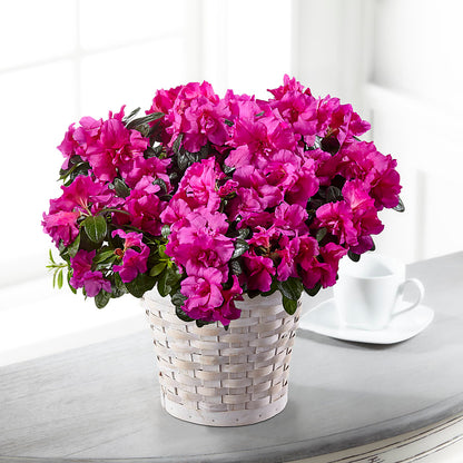 Hope & Serenity Azalea Plant –  Springerville Flower Shop, Springerville AZ