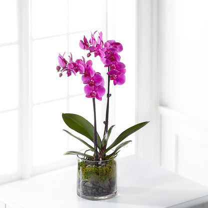 Pink Orchid Plant –  Springerville Flower Shop, Springerville AZ
