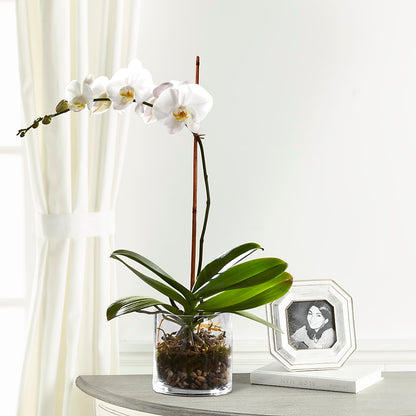 White Orchid Planter –  Springerville Flower Shop, Springerville AZ